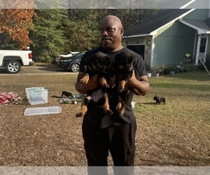 Rottweiler Puppy for Sale in FAYETTEVILLE, North Carolina USA