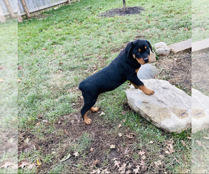 Rottweiler Puppy for sale in BEECH GROVE, IN, USA