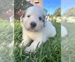 Puppy ROSE Great Pyrenees-Newfoundland Mix