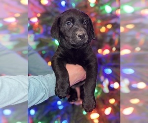 Labrador Retriever Puppy for sale in FAYETTEVILLE, OH, USA