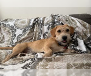 Norman - Male Dachshund-Unknown Mix Dog for Adoption - Photo #3
