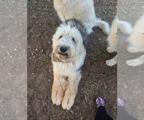 Medium Photo #2 Old English Sheepdog Puppy For Sale in Canton, CT, USA