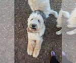 Small #1 Old English Sheepdog