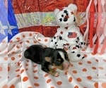 Small #22 Morkie