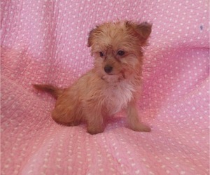 Yorkipoo Puppy for Sale in BURLINGTON, Massachusetts USA