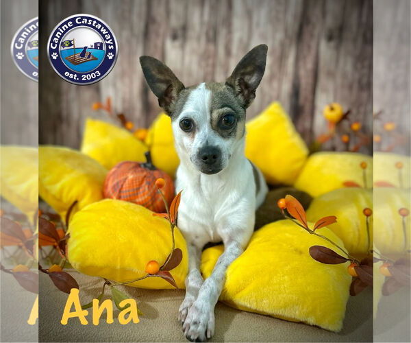 Medium Photo #3 Rat Terrier-Unknown Mix Puppy For Sale in Arcadia, FL, USA