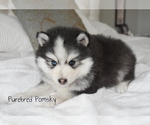 Small #3 Pomsky