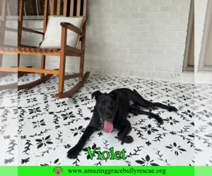 Violet - Female Labrador Retriever-Unknown Mix Dog for Adoption - Photo #5