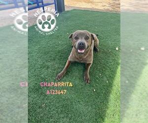 Mutt Dogs for adoption in HESPERIA, CA, USA