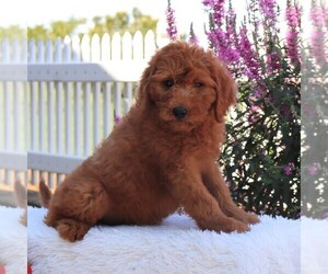 Medium Goldendoodle