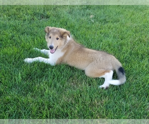 Medium Photo #1 Collie Puppy For Sale in FULLERTON, NE, USA