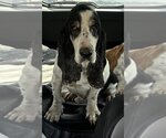 Small Photo #3 Basset Hound Puppy For Sale in Carrollton, TX, USA