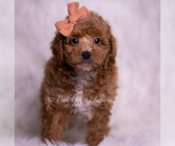Medium Photo #3 Poodle (Toy) Puppy For Sale in WARSAW, IN, USA