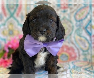 Cavapoo Puppy for sale in LANCASTER, PA, USA