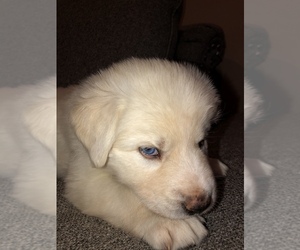 Goberian Puppy for sale in SAYREVILLE, NJ, USA
