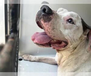 American Pit Bull Terrier-Unknown Mix Dogs for adoption in Houston, TX, USA