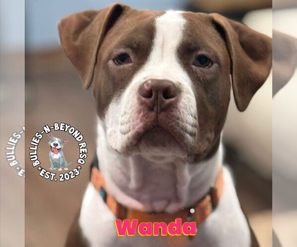 Medium Photo #8 Staffordshire Bull Terrier Puppy For Sale in Omaha, NE, USA