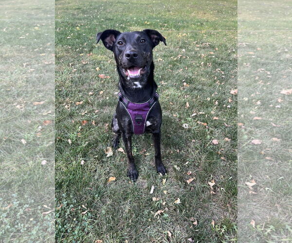 Medium Photo #1 Shepradors Puppy For Sale in Estherville, IA, USA