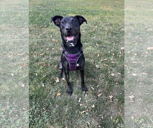 Shepradors Dogs for adoption in Estherville, IA, USA