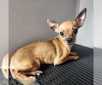 Small Chihuahua