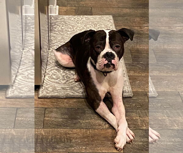 Medium Photo #13 Boxer Puppy For Sale in Burnsville, MN, USA