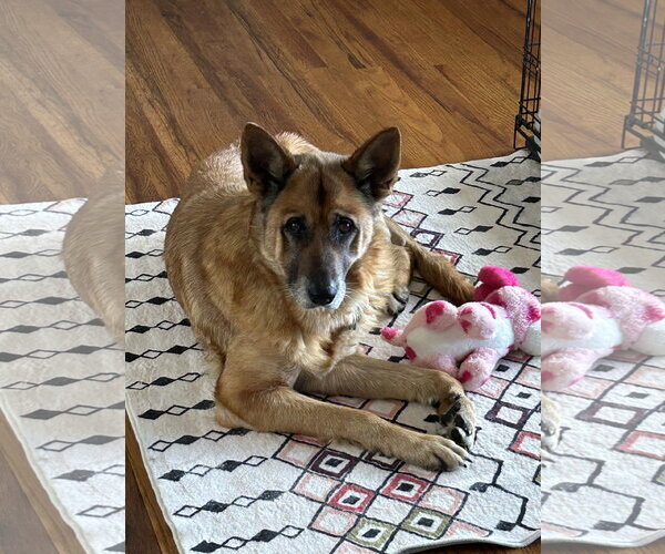 Medium Photo #2 German Shepherd Dog-Unknown Mix Puppy For Sale in Polson, MT, USA