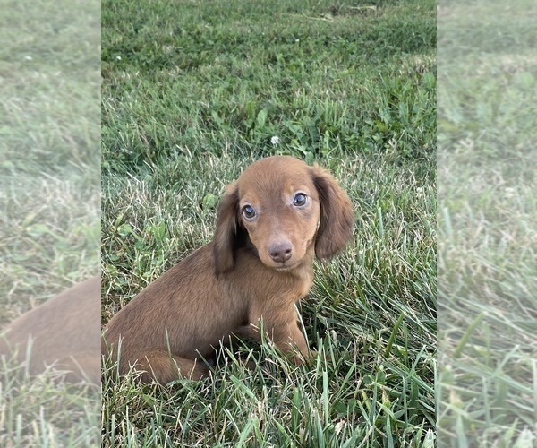 Medium Photo #2 Dachshund Puppy For Sale in CANOGA, NY, USA