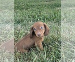 Small #1 Dachshund