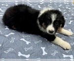 Small #1 Australian Shepherd