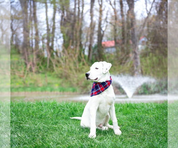 Medium Photo #5 Labrador Retriever-Unknown Mix Puppy For Sale in Unionville, PA, USA