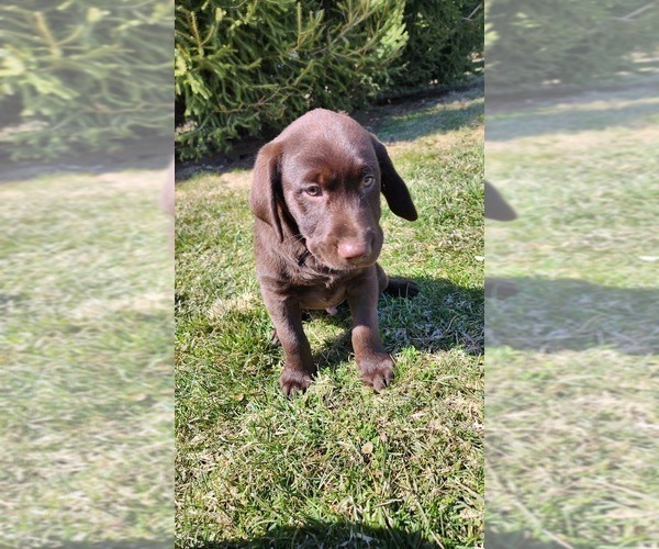 Medium Photo #6 Labrador Retriever Puppy For Sale in GREENWOOD, WI, USA