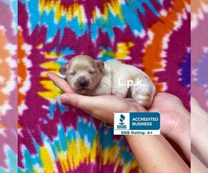 Poodle (Toy)-Schnauzer (Miniature) Mix Puppy for sale in WINNSBORO, LA, USA
