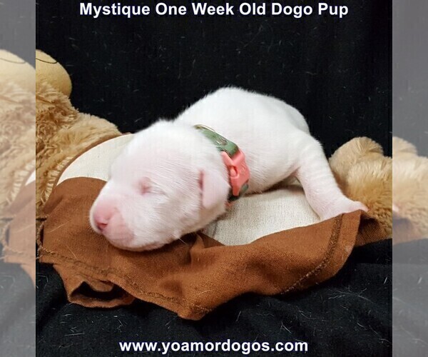Medium Photo #10 Dogo Argentino Puppy For Sale in JANE, MO, USA