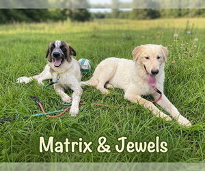 Jewels - Female Anatolian Pyrenees Dog for Adoption - Photo #4