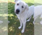 Small #1 Great Pyrenees