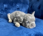 Small Photo #9 French Bulldog Puppy For Sale in DALLAS, TX, USA