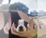 Small #8 Boston Terrier
