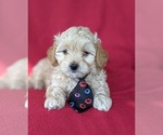 Small Photo #6 Maltipoo Puppy For Sale in NOTTINGHAM, PA, USA