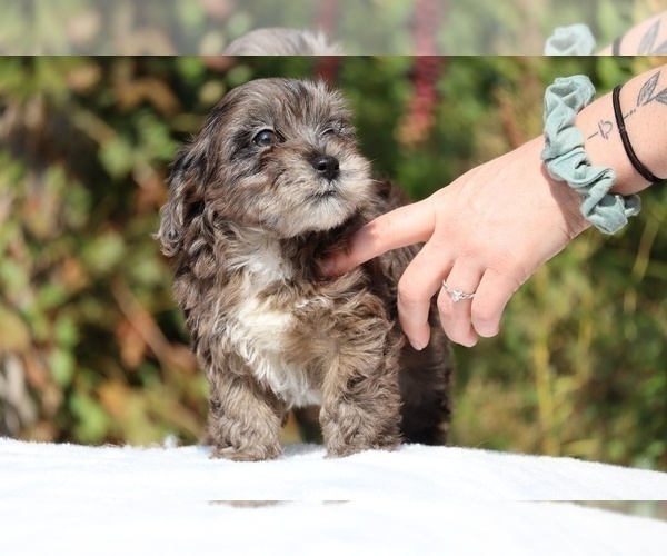 Medium Photo #34 ShihPoo Puppy For Sale in DYERSBURG, TN, USA