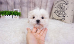 Small Photo #5 Maltese Puppy For Sale in FULLERTON, CA, USA