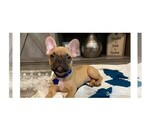 Puppy 2 French Bulldog