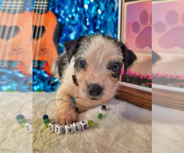 Medium Photo #3 Mutt Puppy For Sale in Raleigh, NC, USA