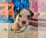 Small #2 Mutt