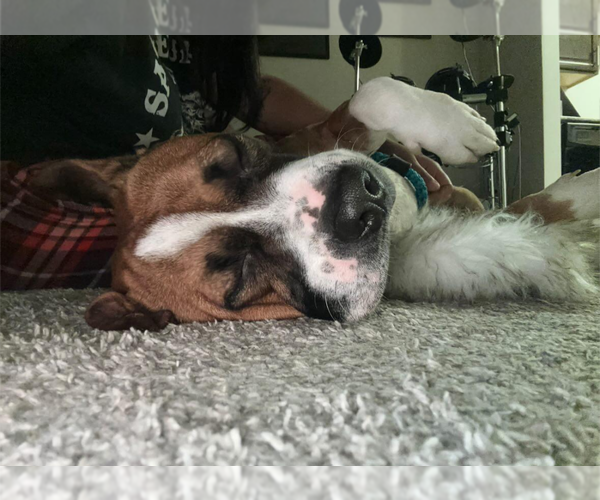 Medium Photo #5 American Staffordshire Terrier-Boxer Mix Puppy For Sale in Holly Springs, NC, USA