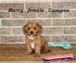 Small #1 Cavapoo