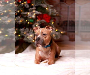 Miller - Male Mutt Dog for Adoption - Photo #7