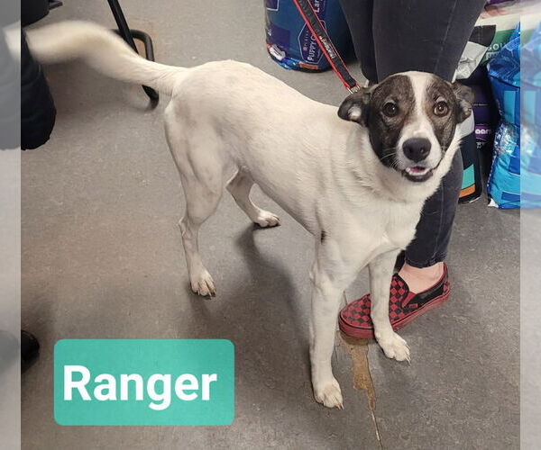 Medium Photo #1 Border Collie-Unknown Mix Puppy For Sale in Richmond, IN, USA