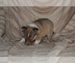 Small #1 Shetland Sheepdog