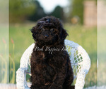 Small Photo #79 Poodle (Miniature) Puppy For Sale in WARSAW, IN, USA