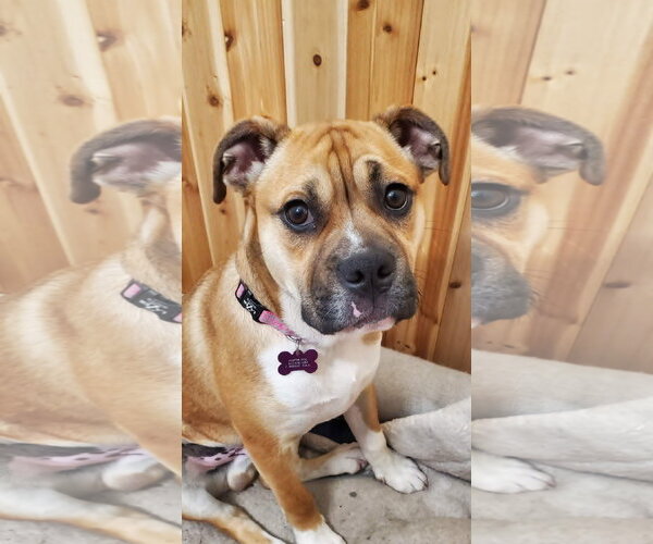 Medium Photo #4 Bull-Boxer Puppy For Sale in Crystal, MN, USA